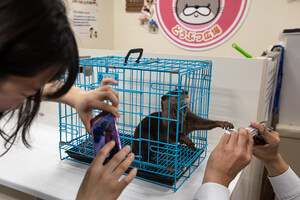 Otter smuggling fuelled by craze for cute animals