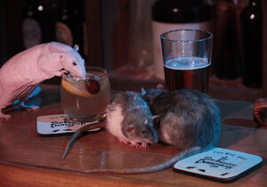 The Rats Return! Get Your Ama-RAT-o Sour At The San Francisco Dungeon This June