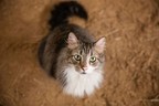 American Humane Asks Animal Lovers to Be Friends to Felines During its Annual Adopt-a-Cat Month® (and All Year Around)
