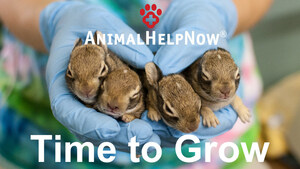 New Video Explains AHNow's Wildlife 911 Service and Organization's Plans