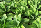 Intrexon Announces Advances in Non-Browning GreenVenus™ Romaine Lettuce