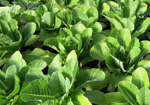 Intrexon GreenVenus Lettuce