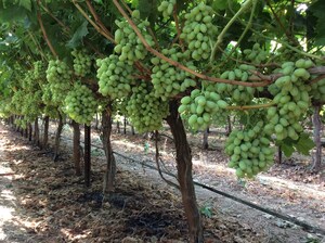 Grape Shot! Family of Farmers Behind Blanc Vineyards Partners With NBA to Introduce Consumers to a New Kind of Table Grape Grape Shot! Family of Farmers Behind Blanc Vineyards Partners With NBA to Introduce Consumers to a New Kind of Table Grape
