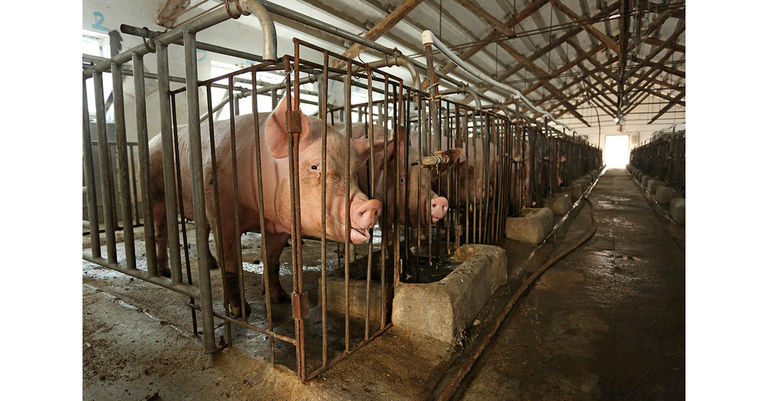 Walmart Animal Welfare Photos All