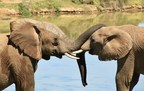 Peace 4 Animals, World Animal News, &amp; Its Partners Secure $1 Million Pledge for Conservation &amp; Protection of Elephants in Botswana Contingent Upon Government Reinstating Hunting Ban