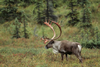 Species: Woodland Caribou
Credit: Paul Tessier (CNW Group/Ontario Nature)