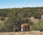 Colorado's Wild Animal Sanctuary Opens First 35-Acre Habitat at New 9,000-Acre Refuge as 300-Acre Habitat Being Built
