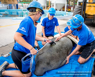 The SeaWorld Rescue Team has helped rescue more than 35,000 animals throughout its 55-year history. Here SeaWorld Orlando’s Rescue Team helps a manatee suffering from symptoms of cold stress.
