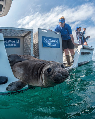 SeaWorld and its partners have rescued more than 35,000 animals over its 55-year history. Pictured here the SeaWorld San Diego Rescue Team returns ten California sea lions after weeks of rehabilitation at the park’s Animal Health and Rescue Center.