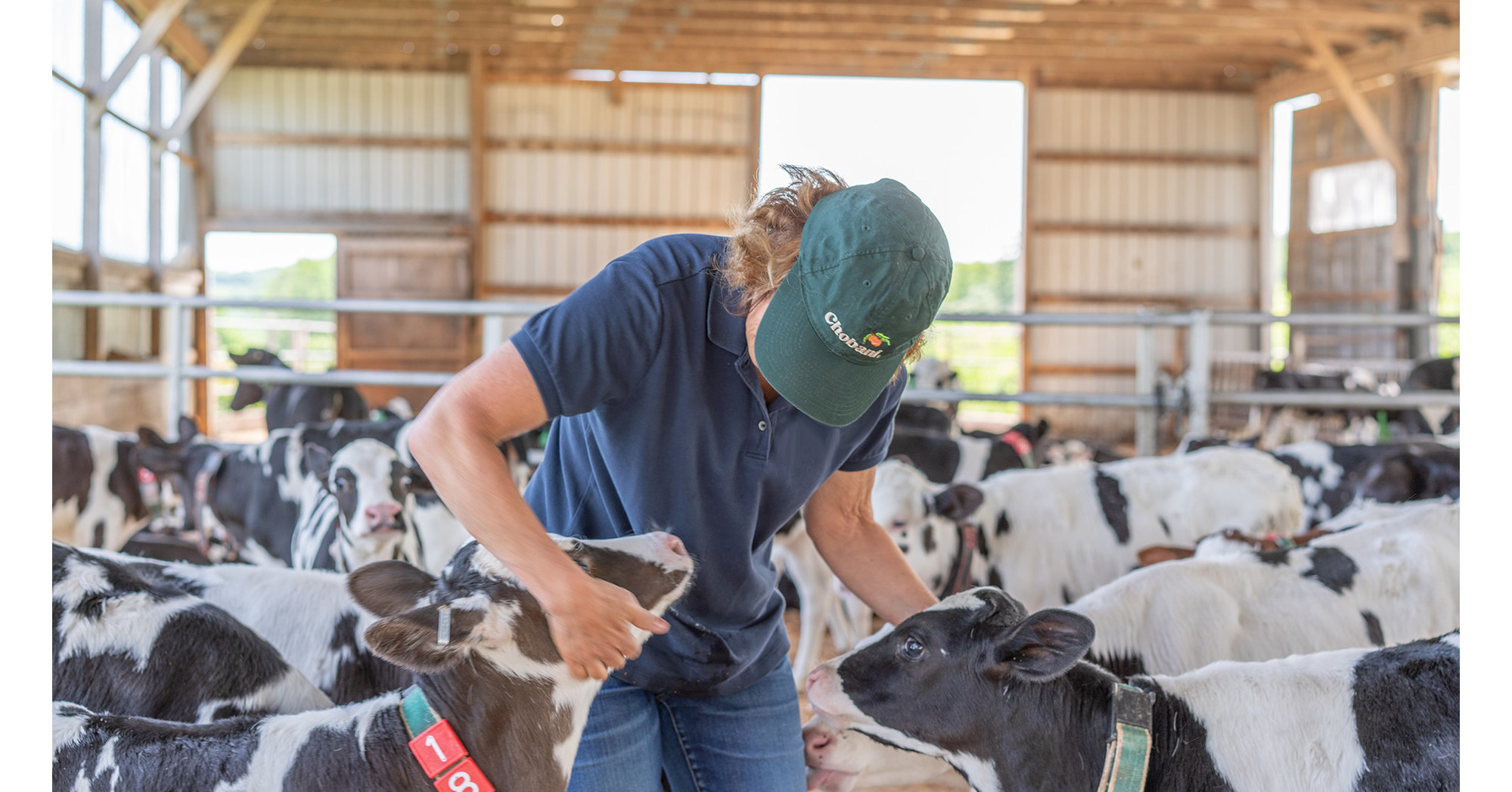 https://mma.prnewswire.com/media/900279/Chobani_Calves.jpg?p=facebook