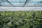 First Harvest complete at Flower One's 455,000 square-foot cannabis facility, greenhouse now fully canopied with 100,000-plant inventory