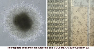 Neurosphere and adherent neural cells on a CMOS MEA.