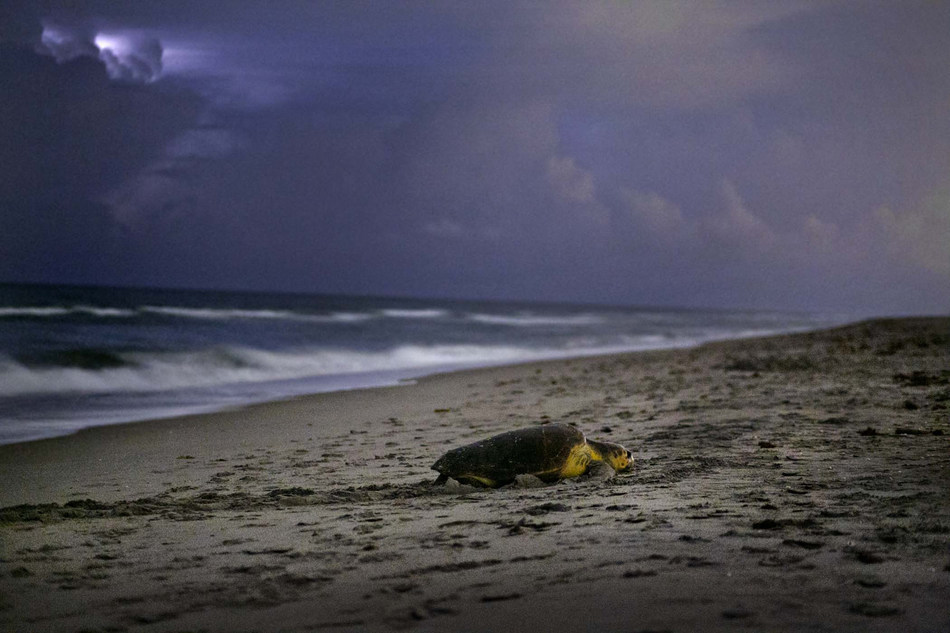 This summer, families can enjoy fun educational programs at various cultural destinations in The Palm Beaches, Florida -- like guided Sea Turtle Walks, film workshops and more. Photo courtesy of Gregg Lovett.