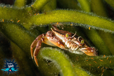 Rock Crab (CNW Group/Dive Buddies 4 Life)