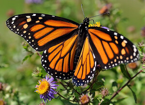Monarch-friendly city - Montréal First City in Canada to Receive GOLD Certification