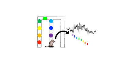 A new study tracked brain signals as rats arrived at each point in a maze, showing how the signals are arranged in sequences as part of memory.