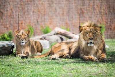 Nouvel habitat des lions (Groupe CNW/Zoo de Granby)