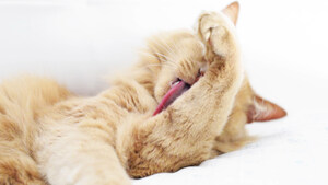 Purina Reveals A Revolutionary Approach To Managing Cat Allergens