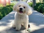Best CBD for Dogs--What You Need to Know