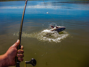 Scores of Giant Sturgeon Are Being Caught by Anglers on the Columbia River, Says Total Fisherman