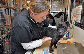 Dr. Kimberly Sarter of the ASPCA examines a dog on the ASPCA’s Primary Pet Care vehicle