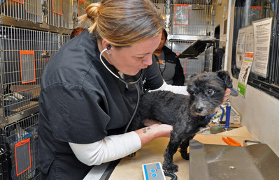 Aspca Announces 45 Million Commitment To Help Animal Cruelty Victims And Low Income Pet Owners