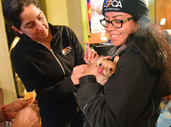 Dr. Lori Bierbrier and Giselle Pescador of the ASPCA with Chispi, a Chihuahua from the South Bronx