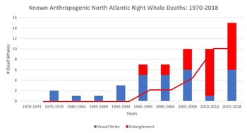 Known Anthropogenic North Atlantic Right Whale Deaths: 1970-2018 (PRNewsfoto/International Fund for Animal W)