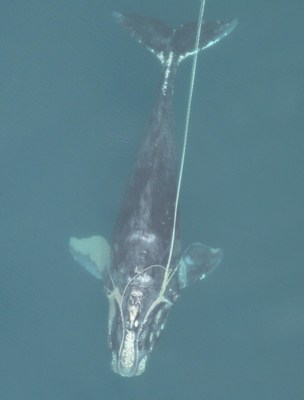 Multi-Agency Research Confirms North Atlantic Right Whale