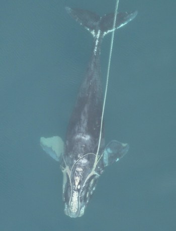 An emaciated, entangled North Atlantic right whale swimming with fishing trap rope around both flippers, through its mouth, and dragging behind it. The whale died one month later from emaciation and ultimately shark-inflicted wounds. Image: Florida Fish and Wildlife Commission, NOAA Permit #594-1759 (PRNewsfoto/International Fund for Animal W)