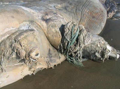North Atlantic right whale (SC118) with constricting wraps of line around a pectoral flipper that caused a partial amputation. Image Credit: NOAA National Ocean Service Center for Coastal Environmental Health and Biomolecular Research Coastal Marine Mammal Strandings and Assessments Project; NMFS Permit No. 932-1905 (PRNewsfoto/International Fund for Animal W)