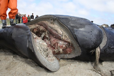 North Atlantic right whale (IFAW16-082Eg) with fatal chop wounds from collision with a vessel propeller that cut into the abdominal cavity and fractured multiple vertebrae. Image credit: International Fund for Animal Welfare; NMFS Permit No 18786. (PRNewsfoto/International Fund for Animal W)