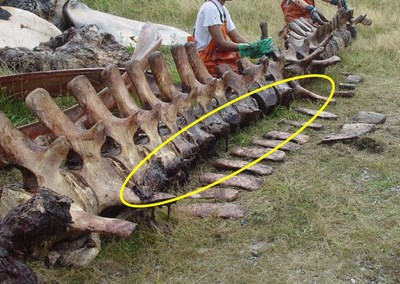 North Atlantic right whale (MJM03-01Eg) that died from a vessel strike had multiple fractured vertebrae (circled). Image credit: Woods Hole Oceanographic Institution. (PRNewsfoto/International Fund for Animal W)