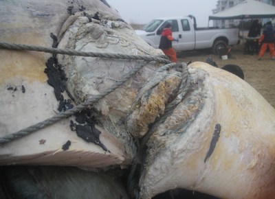 North Atlantic right whale (VAQS20181005Eg, 3893) died due to a chronic entanglement that tightly wrapped multiple times around the flipper, through the mouth and around the head, causing multiple deep wounds, a partial flipper amputation, and limiting the animal’s ability to feed. Image Credits: Virginia Aquarium & Marine Science Center; NMFS Permit No. 18786. (PRNewsfoto/International Fund for Animal W)