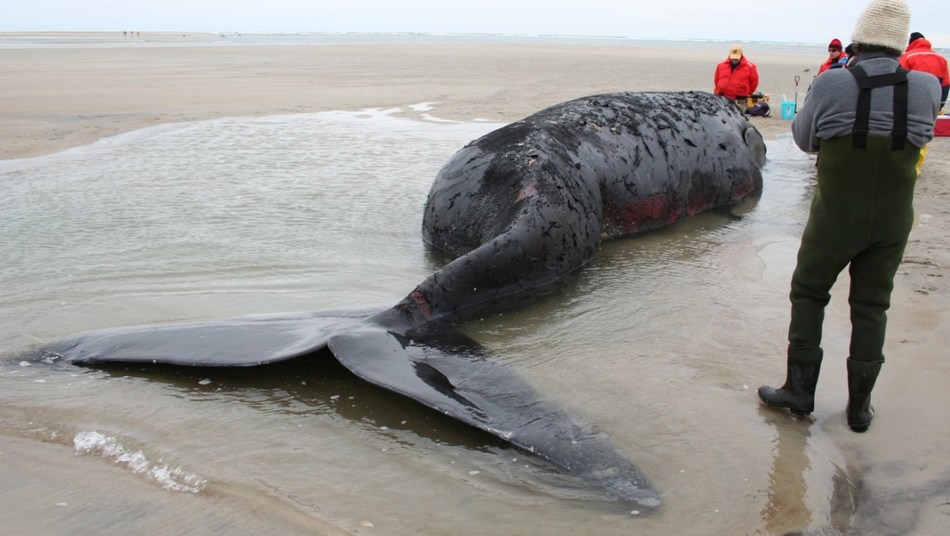 Multi-Agency Research Confirms North Atlantic Right Whale Mortalities ...