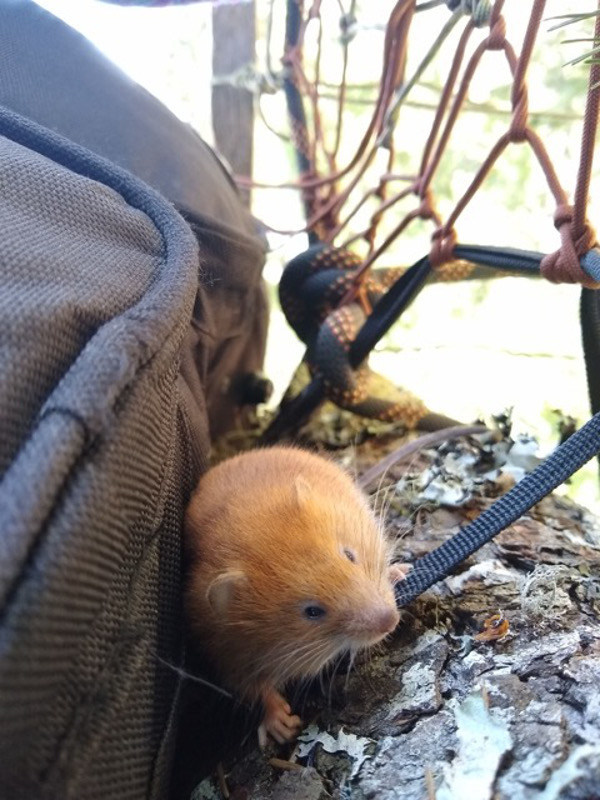 Rare Tree Vole Appears on Humboldt Redwood Company's Rainbow Ridge