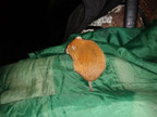 Rare Tree Vole Appears on Humboldt Redwood Company's Rainbow Ridge