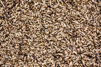 Cargill and InnovaFeed partner to bring innovative, sustainable feed to animal producers