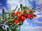 The 2nd Goji Berry Industry Expo held in Zhongning, China