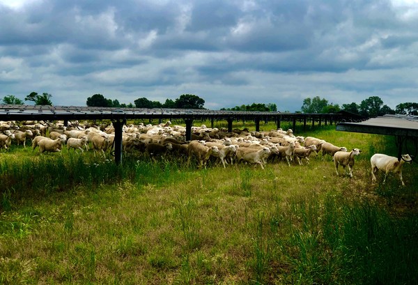 Holistically managed Cabriejo Ranch sheep on Silicon Ranch's Providence Solar Farm, the first Tennessee site to be transitioned to Regenerative Energy™. (Photo credit: Trent Hendricks, Cabriejo Ranch)