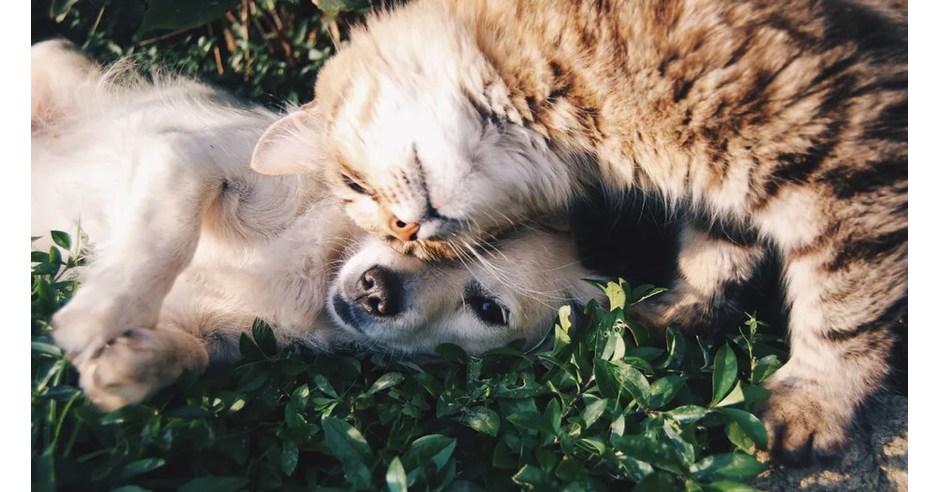 Ameliorer La Mobilite De Votre Chien Et De Votre Chat