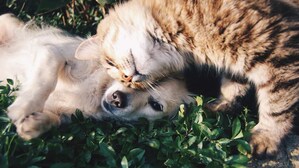 Improving your Dog's and Cat's Mobility