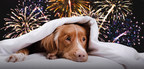 Fourth of July Advisory: Pets and Fireworks Don't Mix