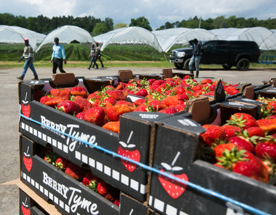 The biggest Ontario strawberry crop in recent history will be peaking just in time for July 1. The innovative practice of using raised troughs allows for strawberries to be grown under protected cover and at waist level for better quality and easier harvesting. Photo by Glen Lowson (CNW Group/Berry Growers of Ontario)