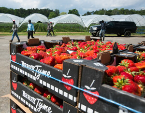 Bumper Ontario strawberry crop in the making