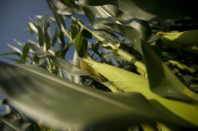 Maximum crop production is the goal of a new cooperative program that uses data from NASA, the University of Illinois and local corn farmers.