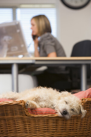 How to Create a Pet-Friendly Workplace