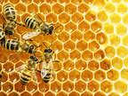 Founder of Burt's Bees to Help Unity College Online Students 'Create a Healthy Hive' in Business
