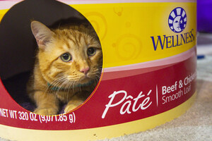 Creating Your Cat's Purrfect Pad: Wellness® Natural Pet Food Teams Up with Cat Condo Artists to Give Away Dream Digs for Fluffy