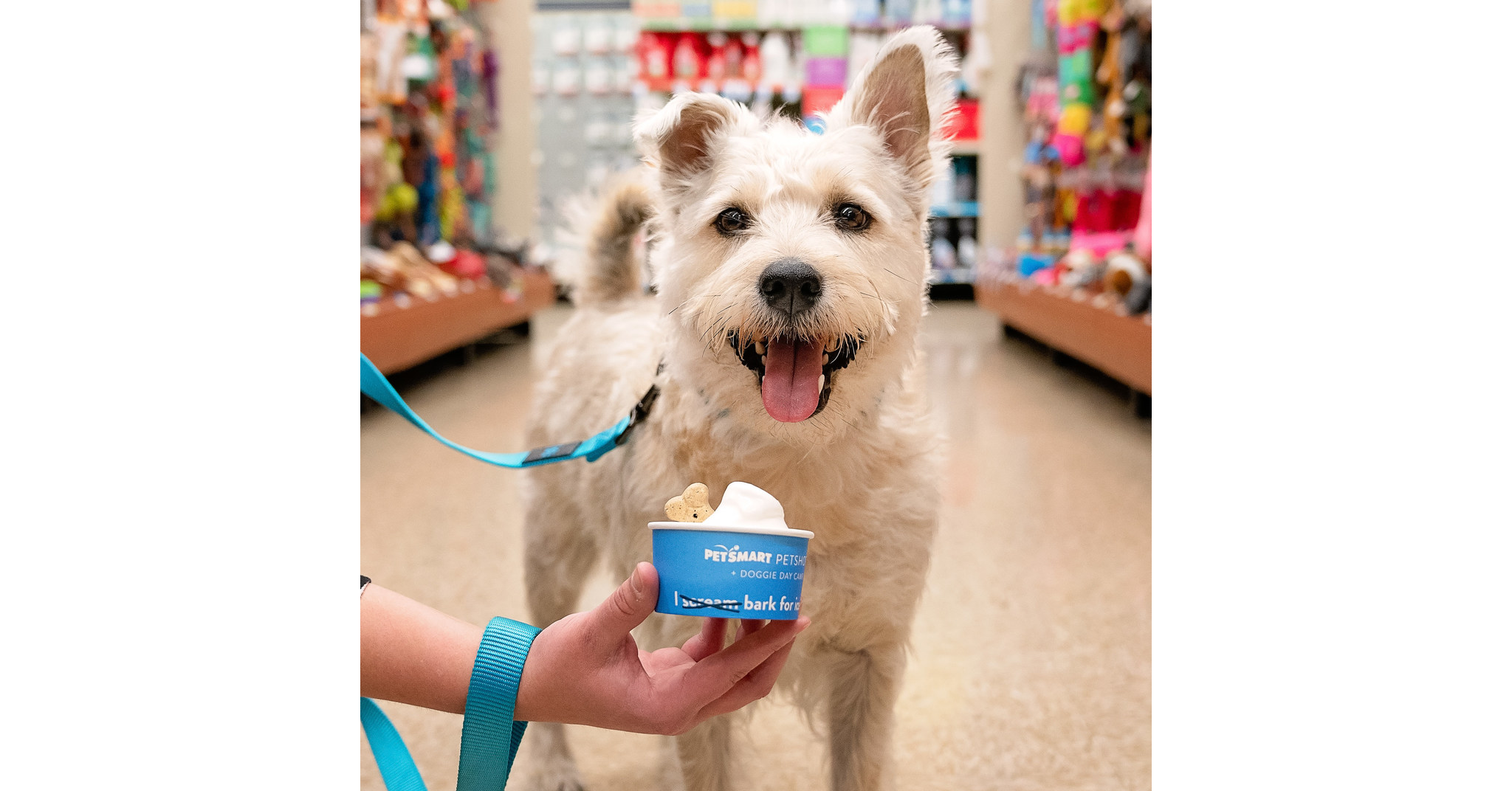 PetSmart Serves Up Free Dog-Friendly Ice Cream Sundaes for